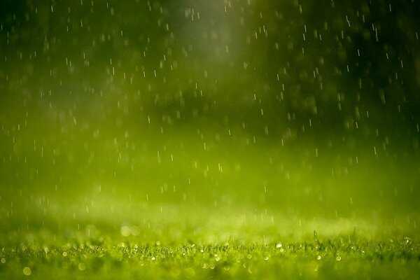 Gotas de lluvia cayendo sobre la hierba