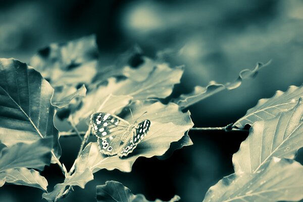 Image Monochrome de papillons et de branches