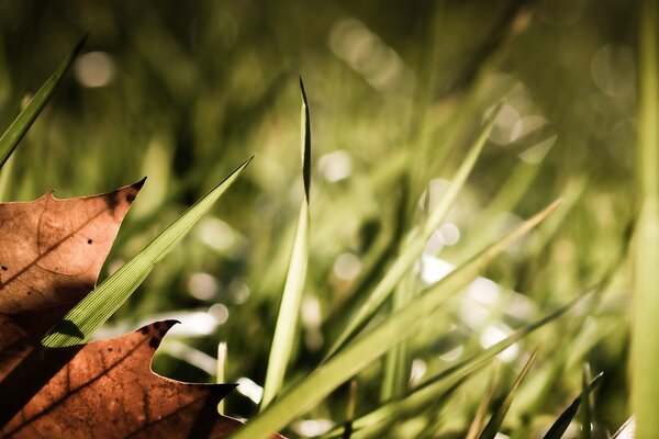 Ein einsames gelbes Blatt im Gras