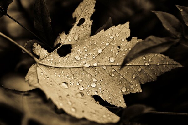 Кленовый лист с каплями дождя