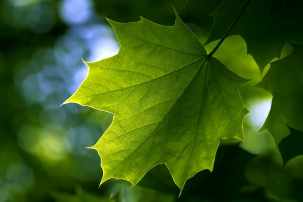 Feuilles d érable fraîches vertes