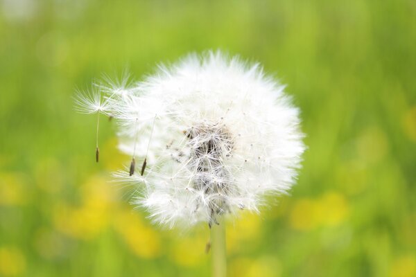 Fluffy dandelion on a green background