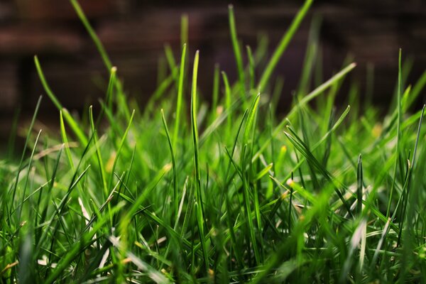 Herbe du matin de rosée