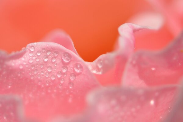 Gocce d acqua sul petalo di rosa