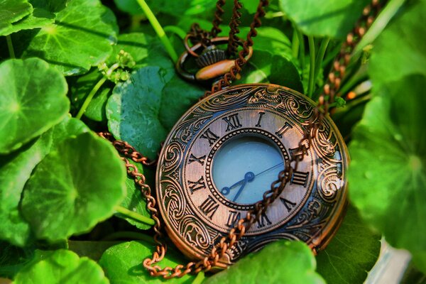 A watch with a chain lies on green leaves