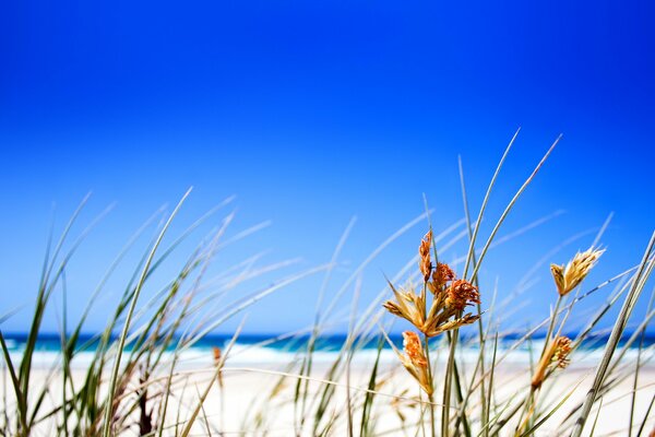 Meeresstrand. Gras im Vordergrund