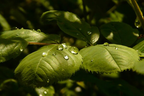 Gotas de rocío encantadoras en las hojas de una rosa con luz natural