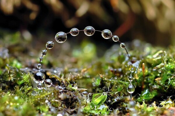 A branch in the forest with water drops on it