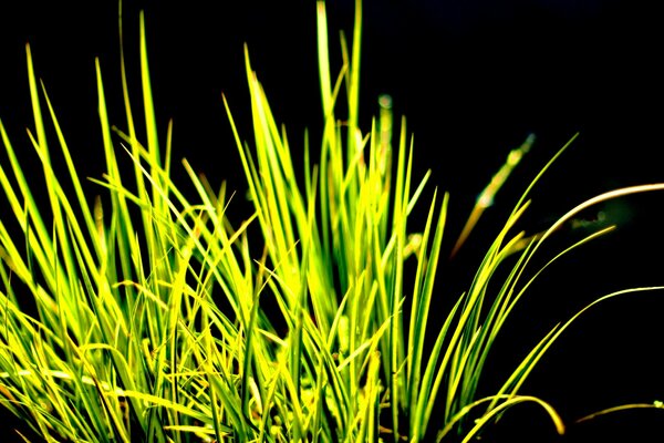 Grass contrast green sharp