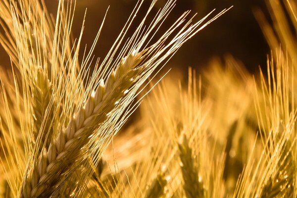 Spighe di grano Mature su sfondo scuro