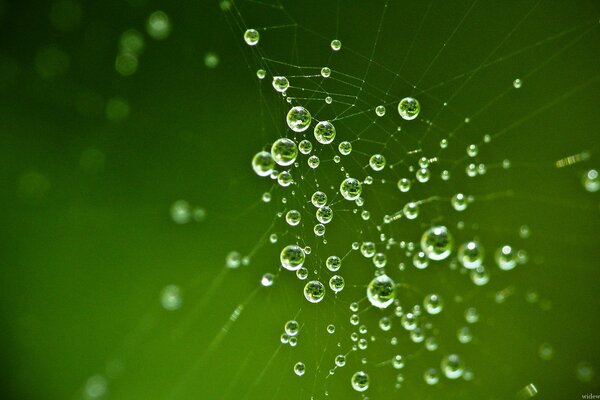 Krople wody w sieci na zielonym tle