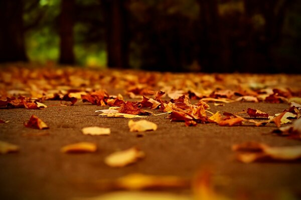 Gefallene Herbstblätter auf der Straße