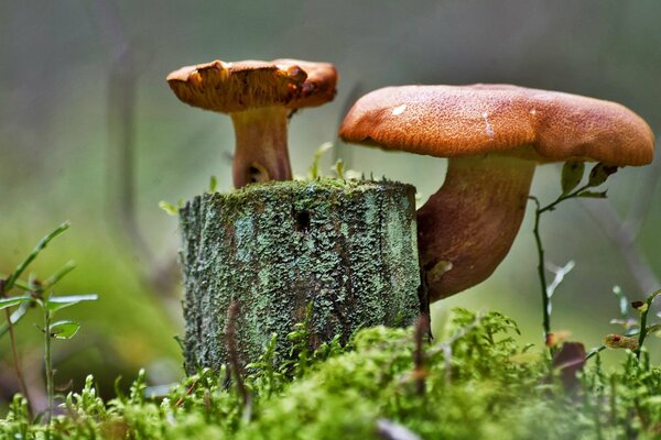 Mushrooms on a stump among green moss