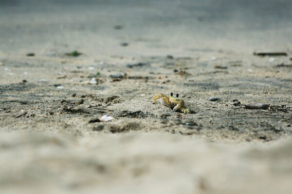 Un cangrejo se arrastra en una playa de arena