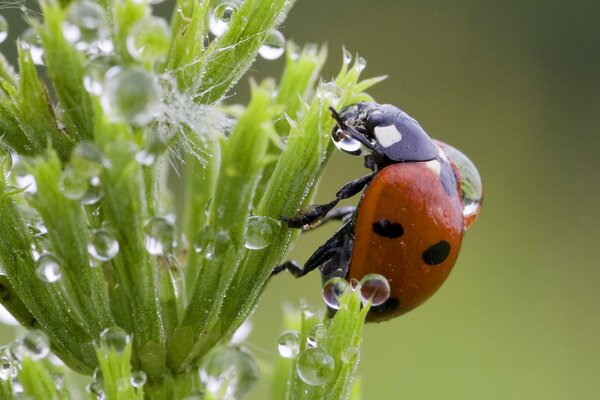 Una coccinella si siede su una pianta macchiata di rugiada