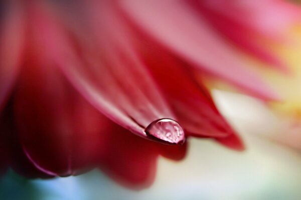 A drop of rose on a flower petal