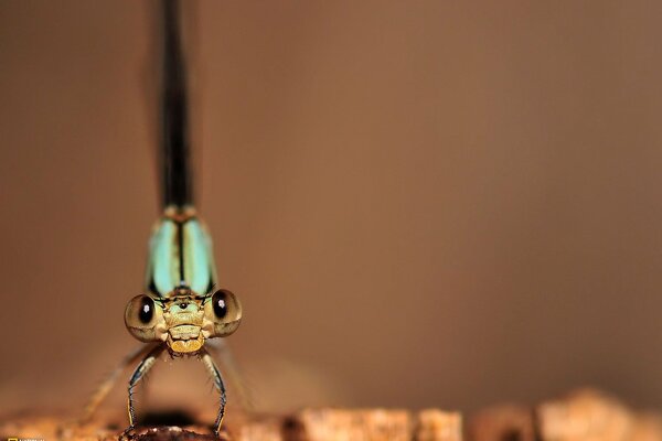 Belle Libellule avec de grands yeux