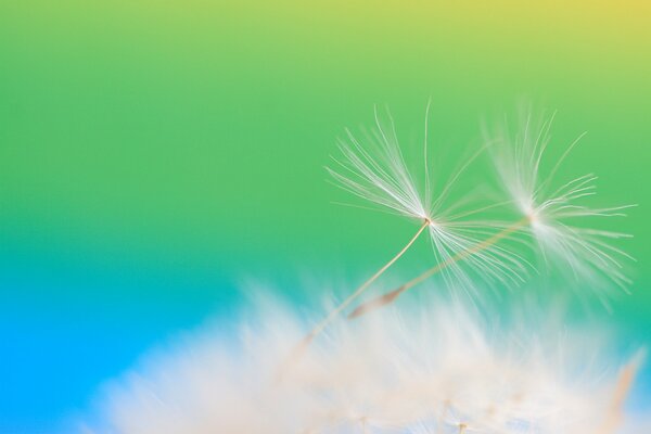 A light dandelion is like a feather