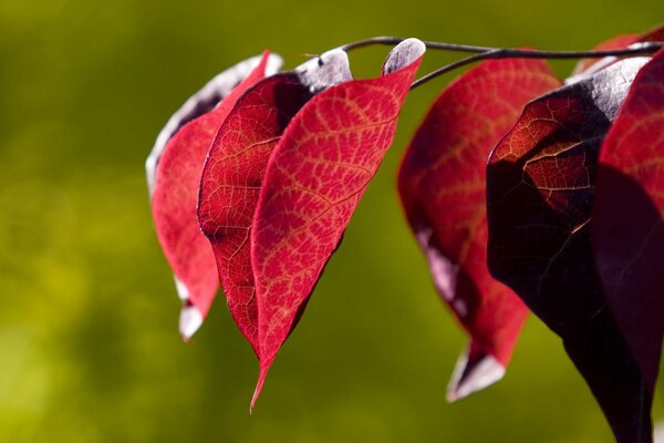 Feuilles rouges sur fond vert