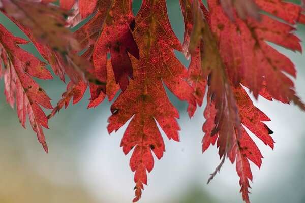 Rojo hojas de otoño en el árbol