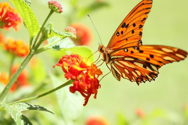 A butterfly collects pollen from a flower