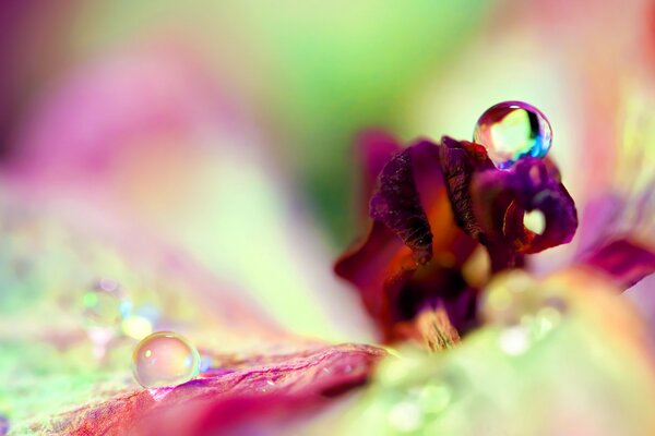 Gocce d acqua su un grande fiore