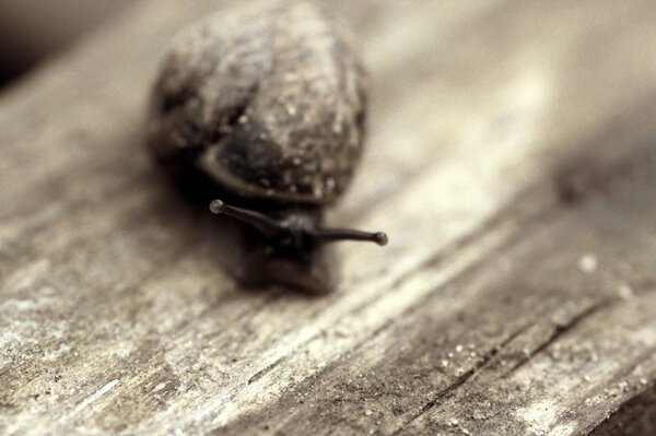 Schnecke auf einem Baumhintergrund