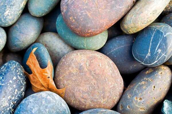 Fallen maple leaf on the rocks