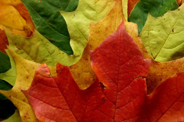 Alle wunderbaren Farben des Herbstes