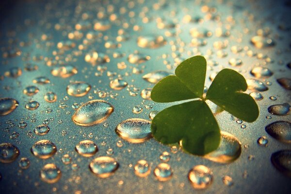 Clover Close - up en el fondo de gotas de agua