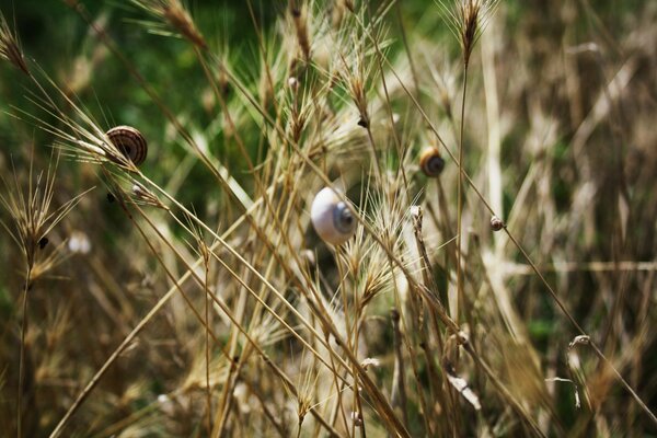 Escargots sur les branches des épillets de blé