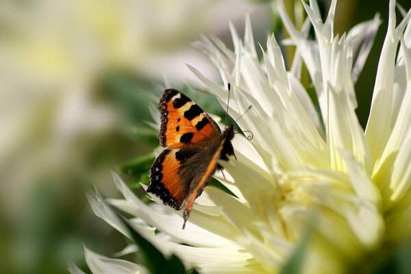 Orangefarbener Schmetterling auf weißer Chrysantheme