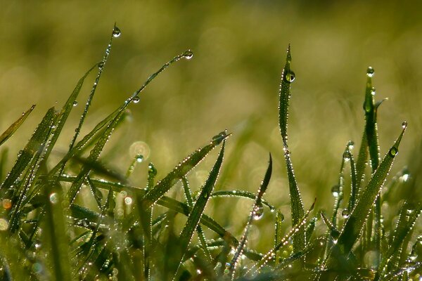 Mesmerizing morning dew in summer