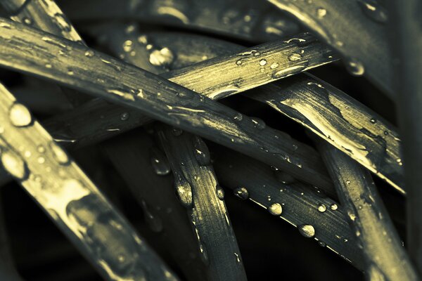 Macro foto de hierbas con gotas de rocío