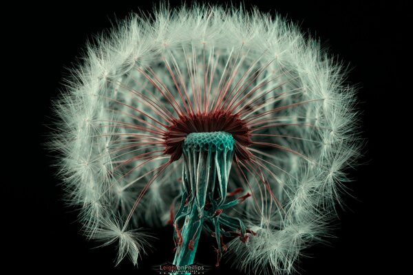 Fluffy white dandelion in the dark