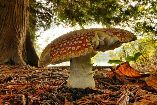Fly agaric in the autumn forest. Macro photography