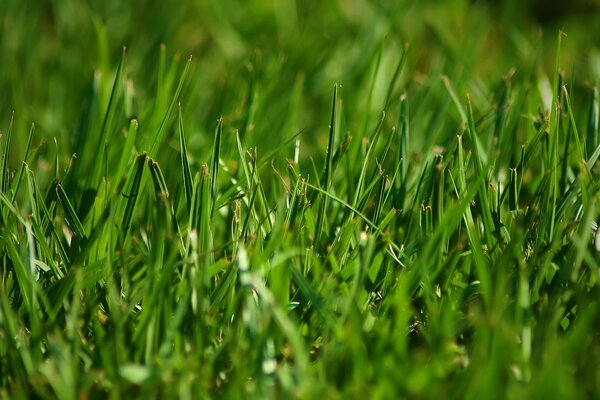 Tiges d herbe verte sur le terrain