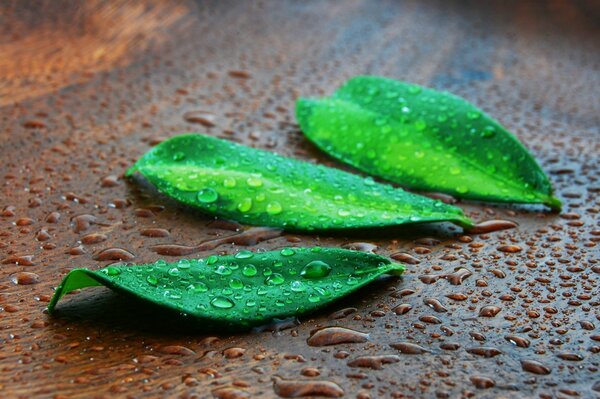 Gouttes d eau sur les feuilles vertes