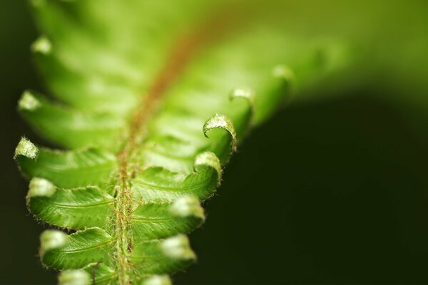 Foglie di felce verde piegato foto macro