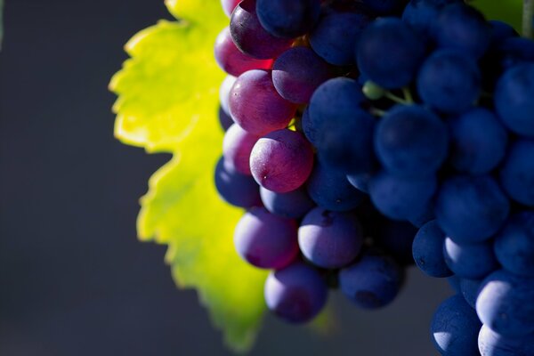 Spicing grapes in the sun