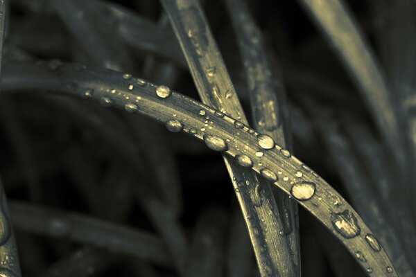 Morning dew drops on the grass