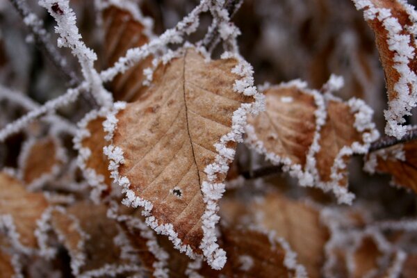 Feuilles d automne recouvertes de givre