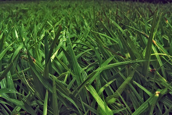 A field of green wet grass