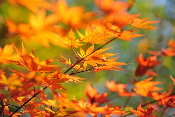 Gli alberi autunnali più belli