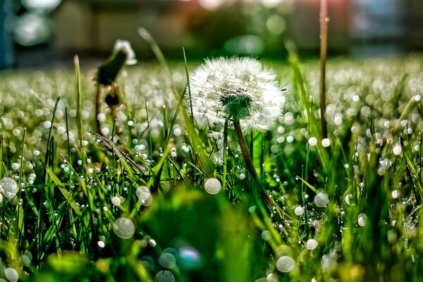 Dandelion meadow with dew drops