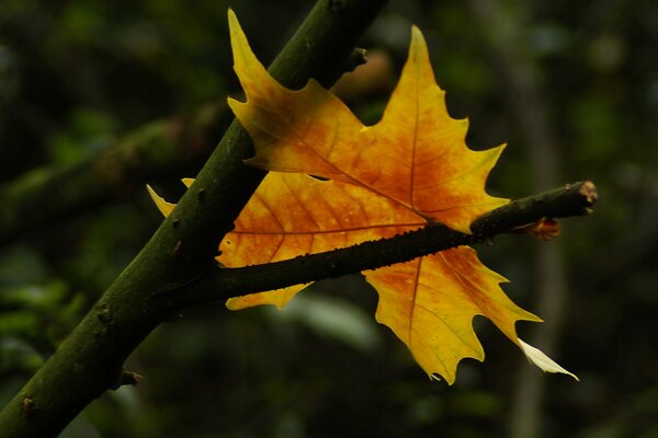 Helles Herbstblatt auf kontrastreichem Hintergrund