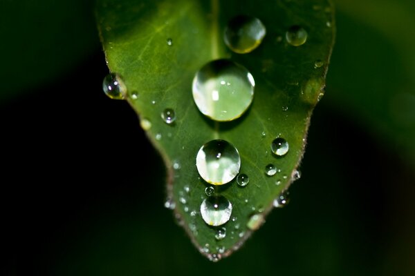 Las gotas de Rossa cubrieron una hoja inocentemente leída