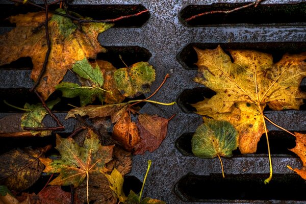 Feuilles jaunes tombées sur la trappe