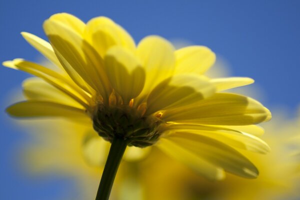 Blume mit gelben Blütenblättern in der Nähe