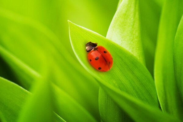 Ladybug on bright leaves